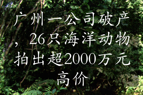 廣州一公司破產(chǎn)，26只海洋動(dòng)物拍出超2000萬(wàn)元高價(jià)